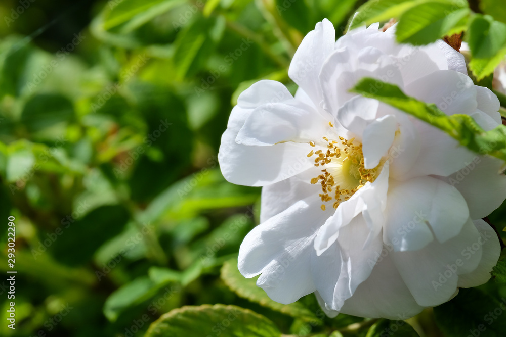 A closeup of a white wild rose with a yellow centre hanging on a green shrub. The rose has lots of fluffy pedals and the sun is shining on the plant. A closeup of a white wild rose with a yellow centre hanging on a green shrub. The rose has lots of fluffy pedals and the sun is shining on the plant.