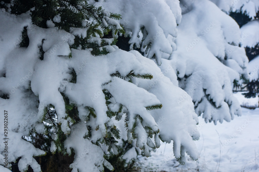 Green fluffy fir tree branch in the snow Green fluffy fir tree branch in the snow