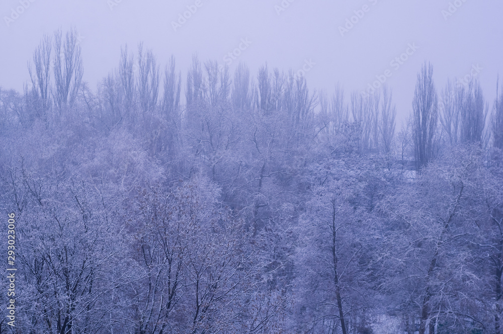Winter urban frosty landscape - snow covered trees on foggy background Winter urban frosty landscape - snow covered trees on foggy background