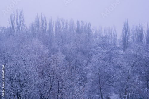 Winter urban frosty landscape - snow covered trees on foggy background