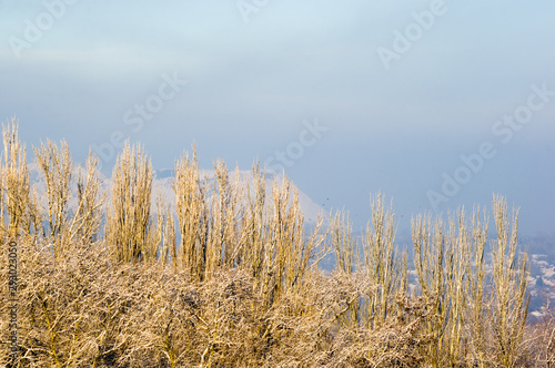 Winter urban frosty landscape - snow covered trees on foggy background