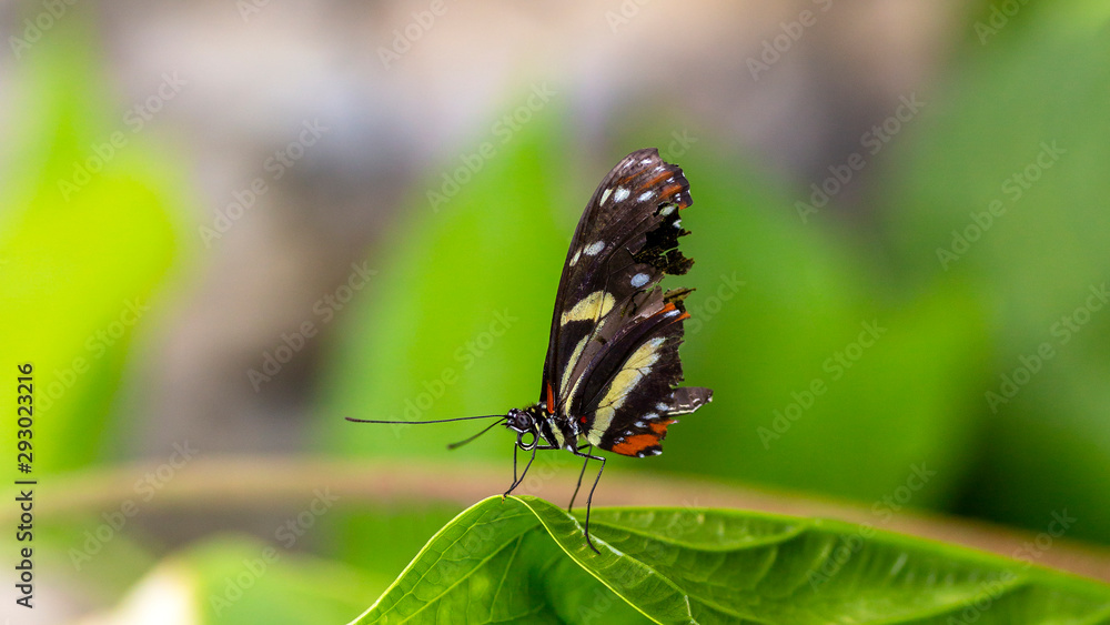 close-up of a butterfly with ragged wings standing on a leaf close-up of a butterfly with ragged wings standing on a leaf
