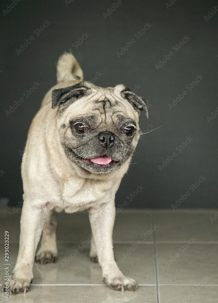 Happy pug dog, showing her tongue