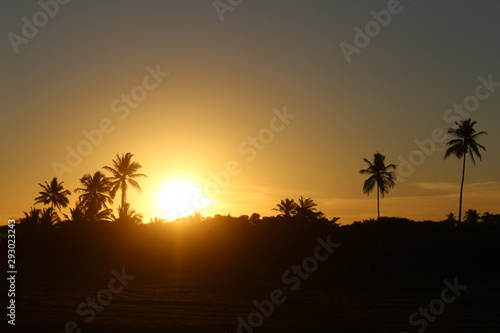 beautiful sunset in Brazil with palm trees and copy space