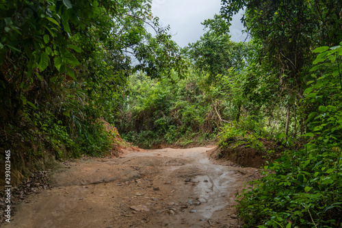 road in the forest