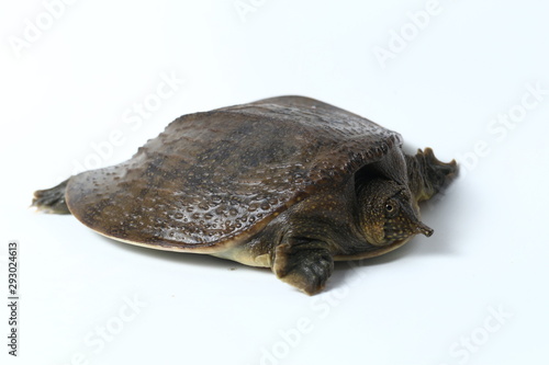 Common softshell turtle or asiatic softshell turtle (Amyda cartilaginea) isolated on white background photo