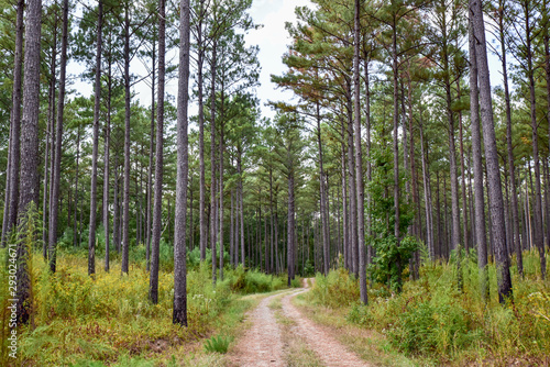 Dirt Road Through Tall Georgia Pines 