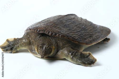 Common softshell turtle or asiatic softshell turtle (Amyda cartilaginea) isolated on white background photo