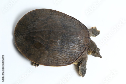 Common softshell turtle or asiatic softshell turtle (Amyda cartilaginea) isolated on white background photo