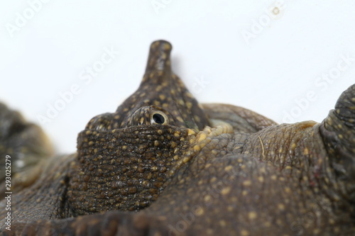 Common softshell turtle or asiatic softshell turtle (Amyda cartilaginea) isolated on white background photo