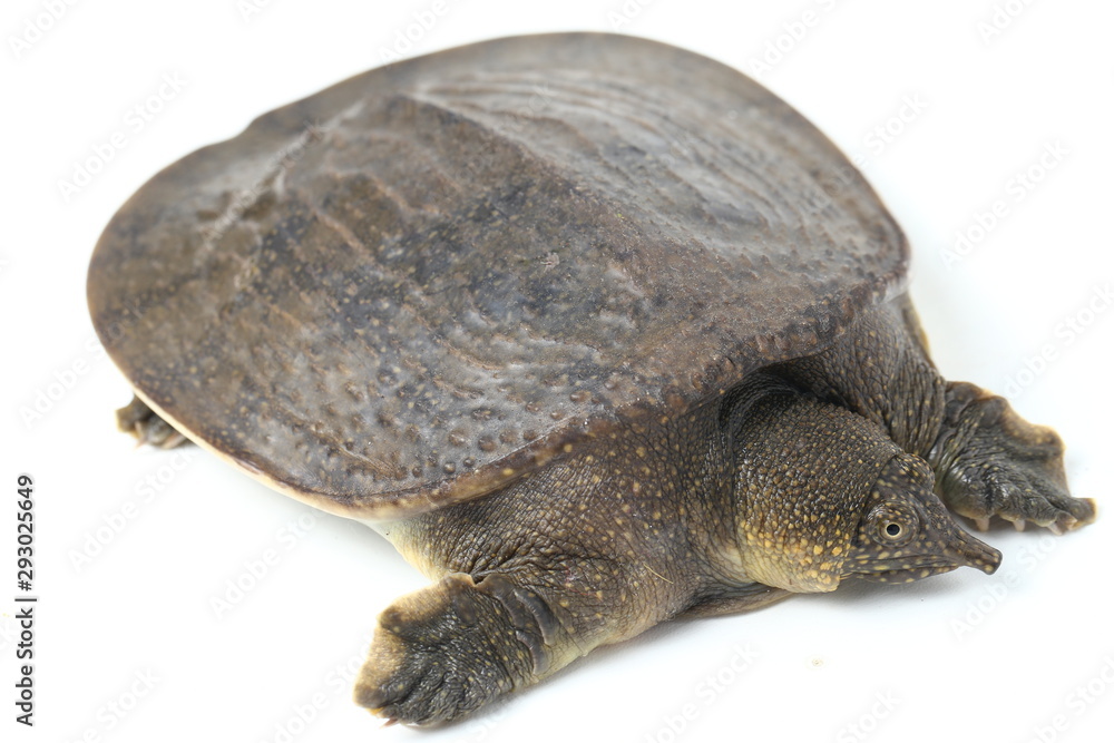 Common Softshell Turtle Or Asiatic Softshell Turtle Amyda Cartilaginea Isolated On White Background Stock 写真 Adobe Stock Common Softshell Turtle Or Asiatic Softshell Turtle Amyda Cartilaginea Isolated On White Background Stock 写真 Adobe Stock