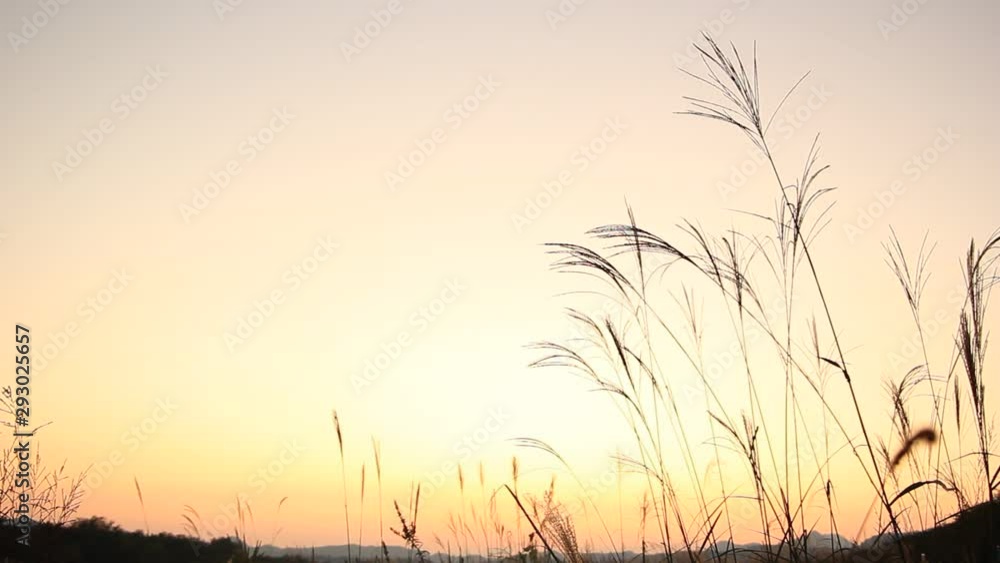 秋の夕日 ススキ 草原 太陽 美しい夕焼け空 秋の夕日 ススキ 草原 太陽 美しい夕焼け空