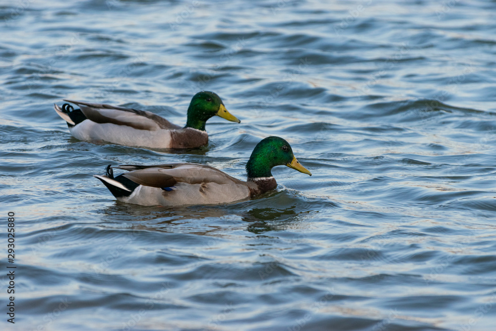 Two Mallard Ducks swimming in lake
