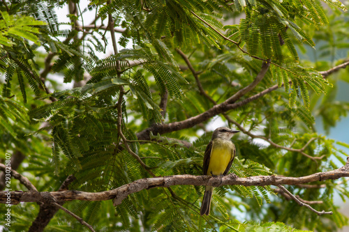 bird on a branch