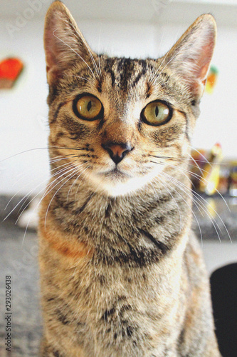 Fototapeta Naklejka Na Ścianę i Meble -  Tabby cat looking directly into the camera