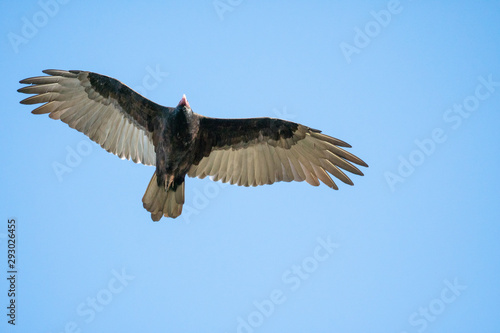 turkey vulture flying through the air