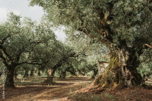 Olive Grove on the island of Greece. plantation of olive trees. photo