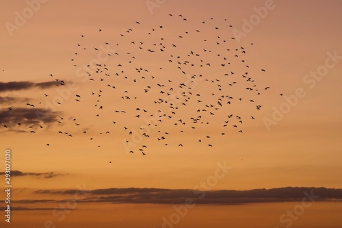 Flock of Birds in Evening Sky 1