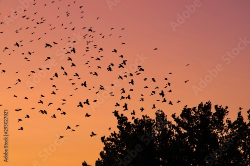 Evening Birds Flock to Tree