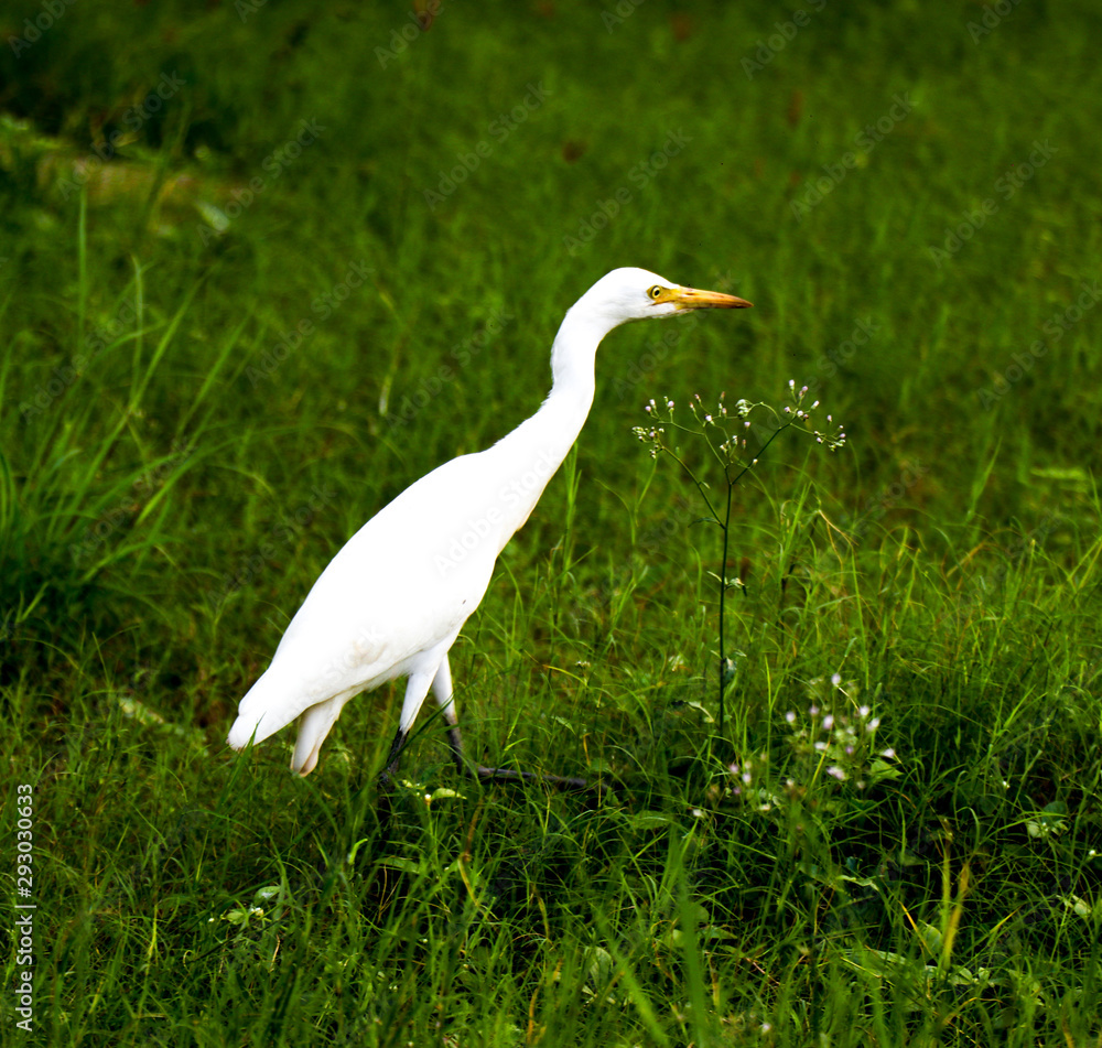 great blue heron