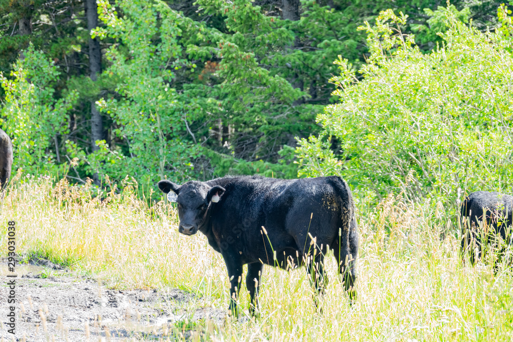 Cows walking in the Two Medicine Lake in Glacier National Park Cows walking in the Two Medicine Lake in Glacier National Park