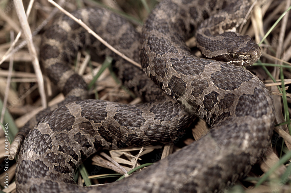 Eastern Massasauga Rattlesnake (Sistrurus catenatus) Eastern Massasauga Rattlesnake (Sistrurus catenatus)