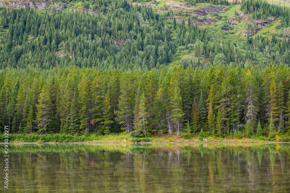 Wild deer eating grass in the Fishercap Lake