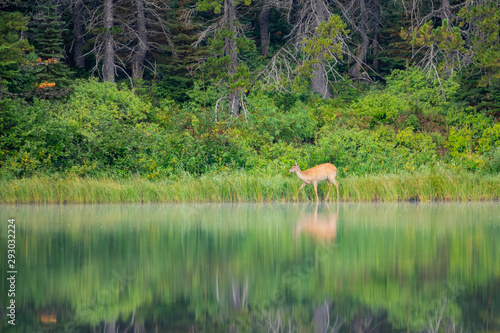 Wild deer eating grass in the Fishercap Lake photo