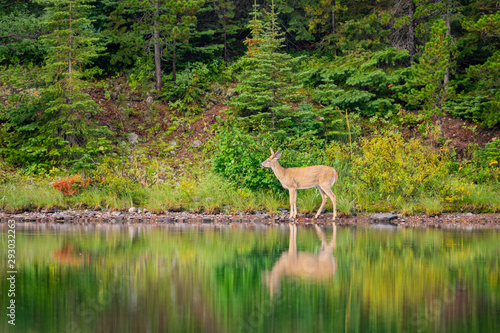 Wild deer eating grass in the Fishercap Lake photo