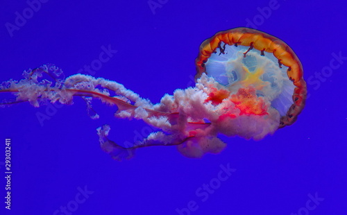 Underwater life and animals on display in Toronto Aquarium