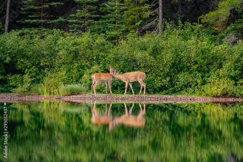 Two wild deer eating grass in the Fishercap Lake