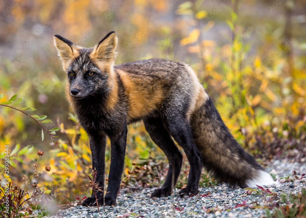 Obraz premium Red fox with ears up hunting in the woods of northern Canada.