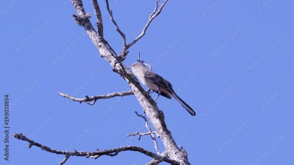 Northern mockingbird, perched on a leafless branch. Medium-tight shot. 25 sec/24 fps. 40% speed. Clip 1