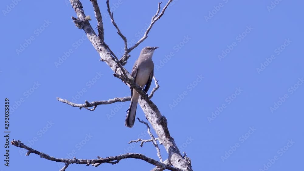 Northern mockingbird, perched on a leafless branch then flying off. Medium-tight shot. 25 sec/24 fps. 40% speed. Clip 12 Northern mockingbird, perched on a leafless branch then flying off. Medium-tight shot. 25 sec/24 fps. 40% speed. Clip 12