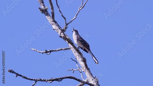 Northern mockingbird, perched on a leafless branch. Medium-tight shot. 25 sec/24 fps. 40% speed. Clip 10 photo