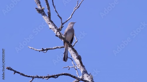 Northern mockingbird, perched on a leafless branch. Medium-tight shot. 10 sec/60 fps. Original speed. Clip 11 photo