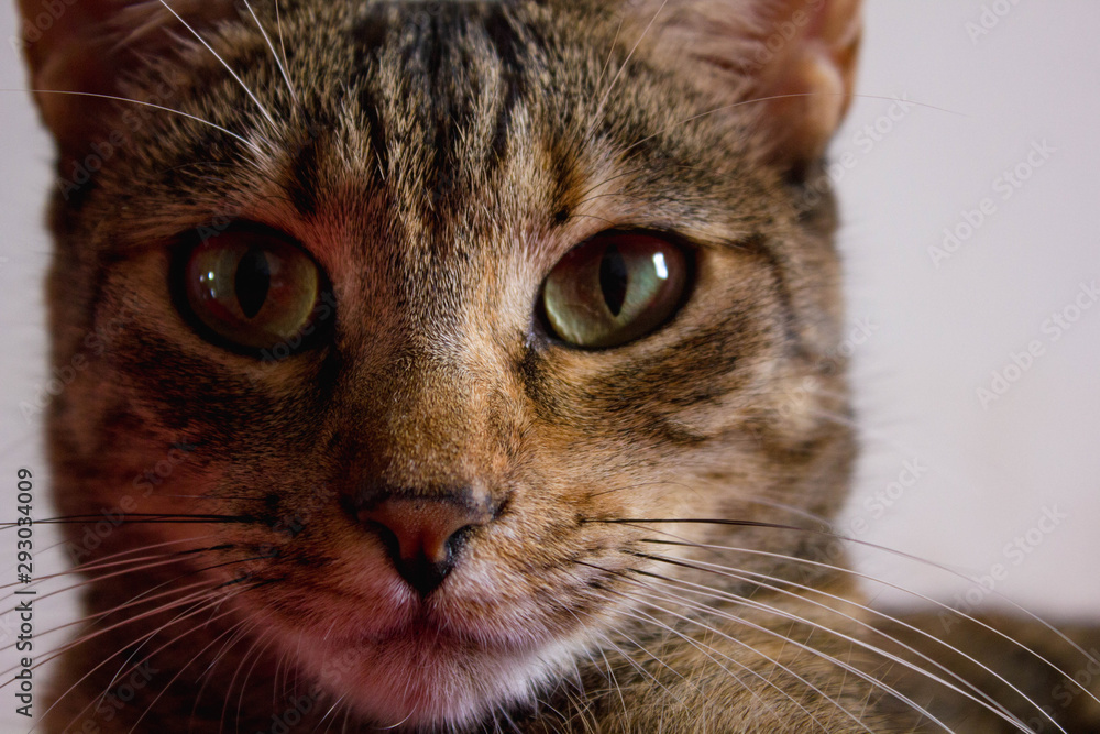 Tabby cat lying on a red blanket Tabby cat lying on a red blanket