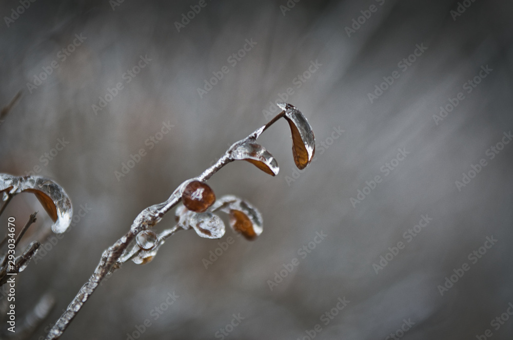 Frozen leafs after an ice storm in Toronto with bookeh Frozen leafs after an ice storm in Toronto with bookeh