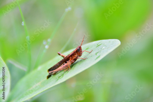 brown grasshoper on wide leaf green