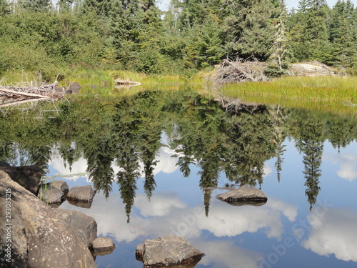 Pines and Grass Reflected in a Boundary Waters Lake