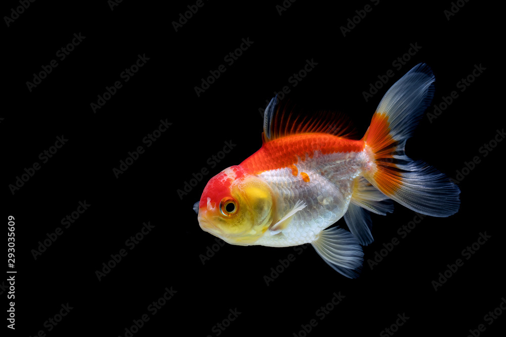 goldfish isolated on a dark black background goldfish isolated on a dark black background