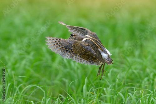 Greater Painted snipe bird flying in nature