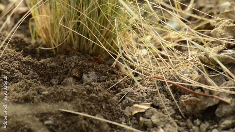 Busy Gophers Building A New Home Busy Gophers Building A New Home