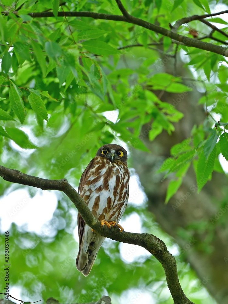 新緑に包まれてくつろぐ子育て中のアオバズク親鳥