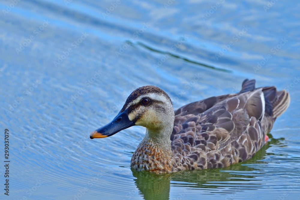 Fototapeta premium のんびりくつろぐカルガモ
