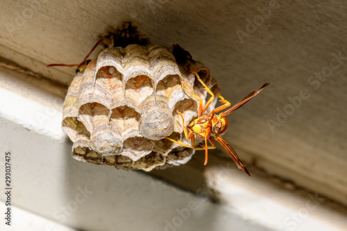 Vászonkép Paper Wasp - Polistes exclamans - guarding a nest with eggs and pupa