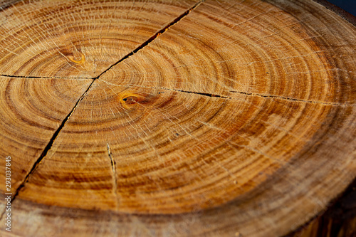 years of a tree represented in the rings of a trunk photo