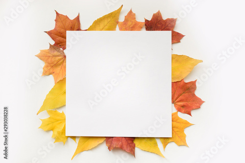 Autumn composition of maple leaves and square white paper. Flat lay, top view
