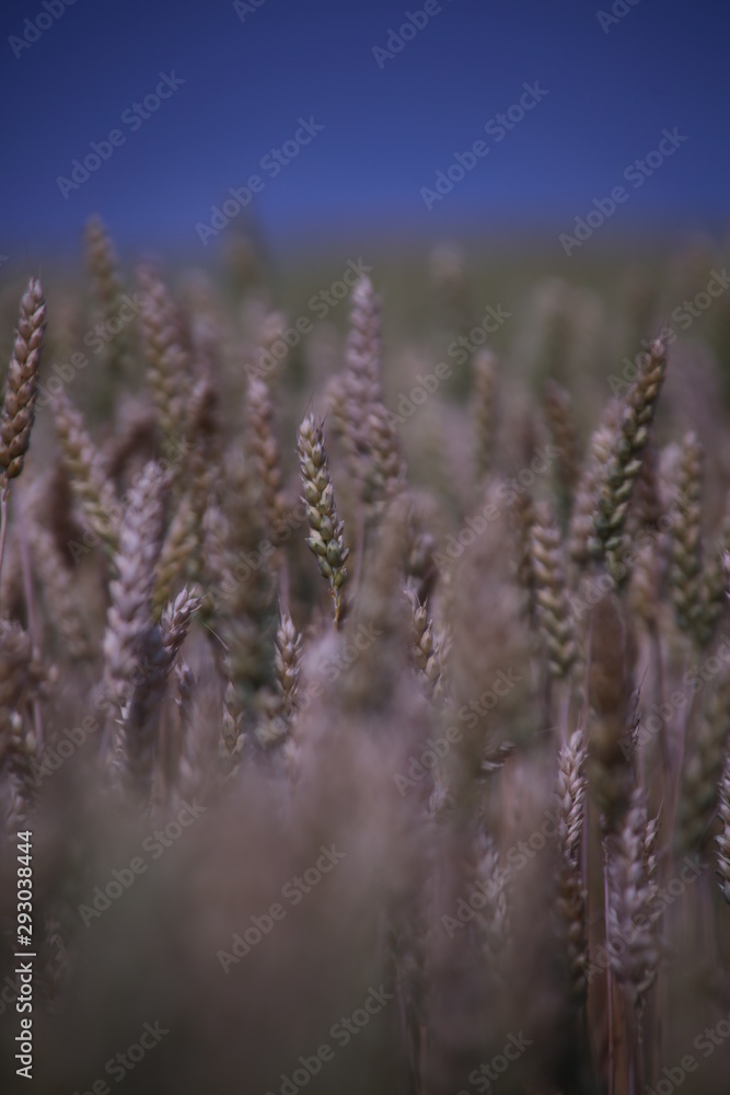 Fototapeta premium 麦畑