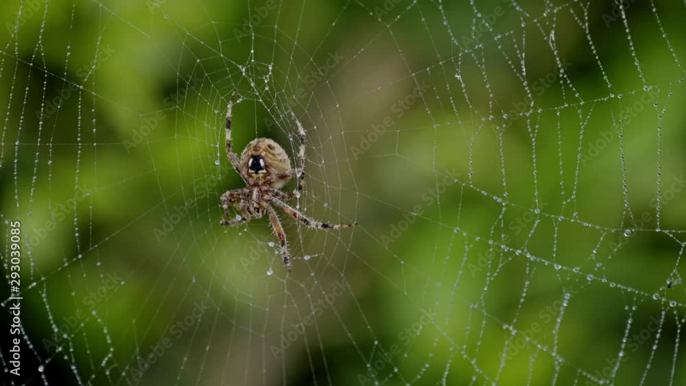 Big Brown Spider With Her Woven Web Big Brown Spider With Her Woven Web